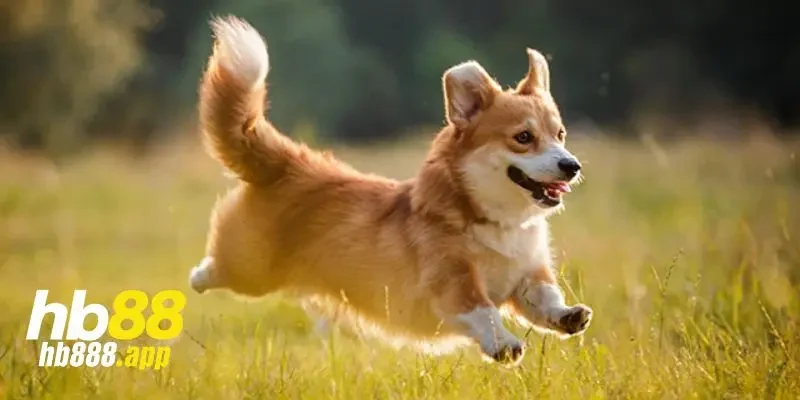 Các trường hợp trong lô đề con chó số mấy