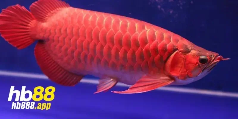 Mơ thấy cá chép 