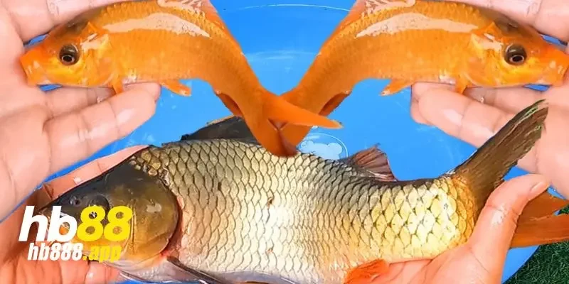 Mơ thấy cá nhảy ra ngoài