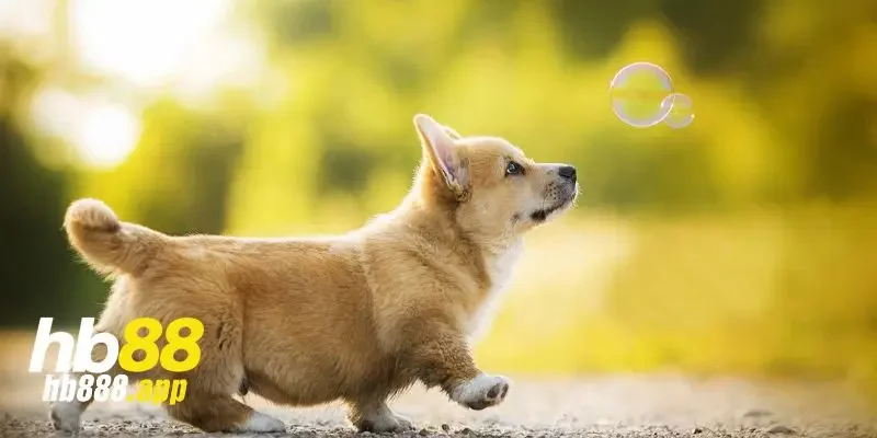 Những lưu ý quan trọng khi chơi lô đề con chó số mấy