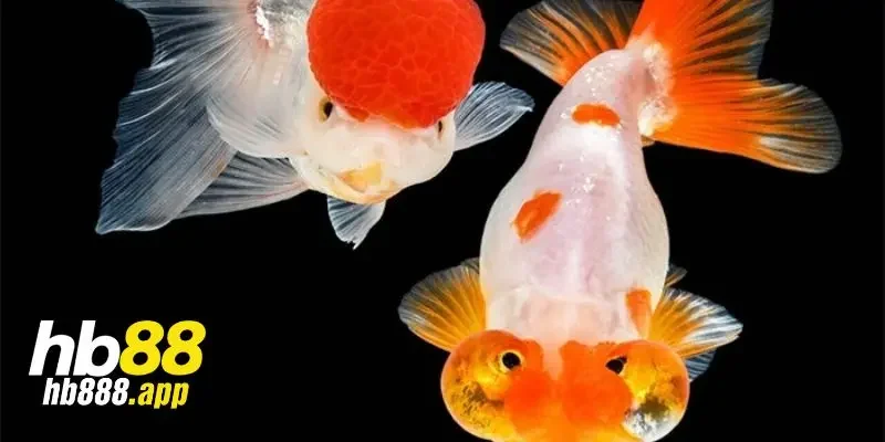 Ý nghĩa khi nằm mơ thấy cá đánh con gì